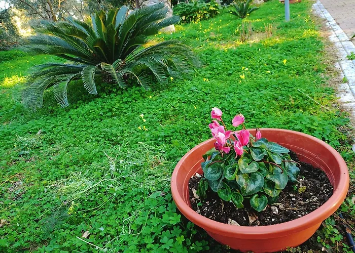 B&B Verdeoliva