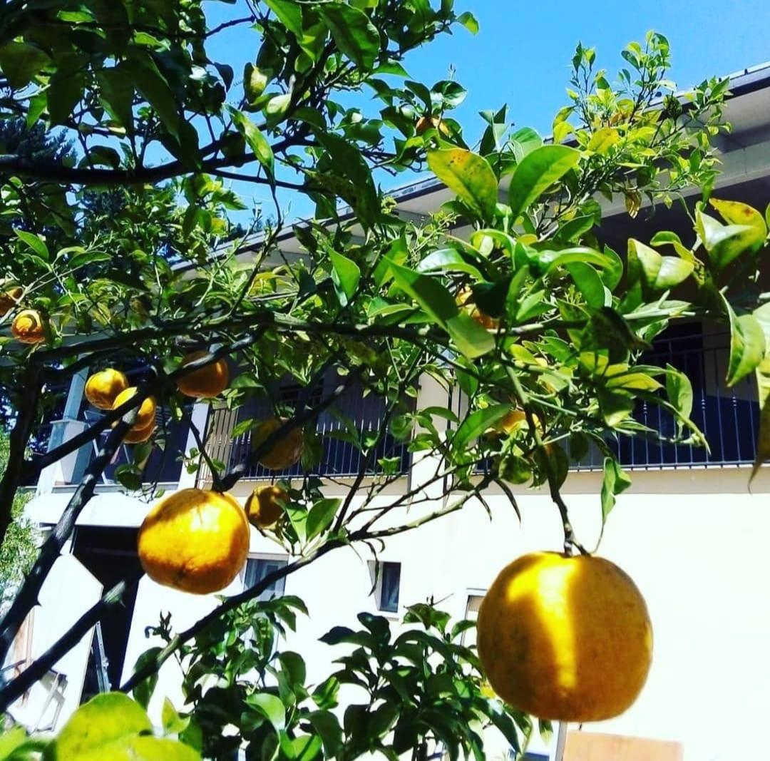 Verdeoliva
