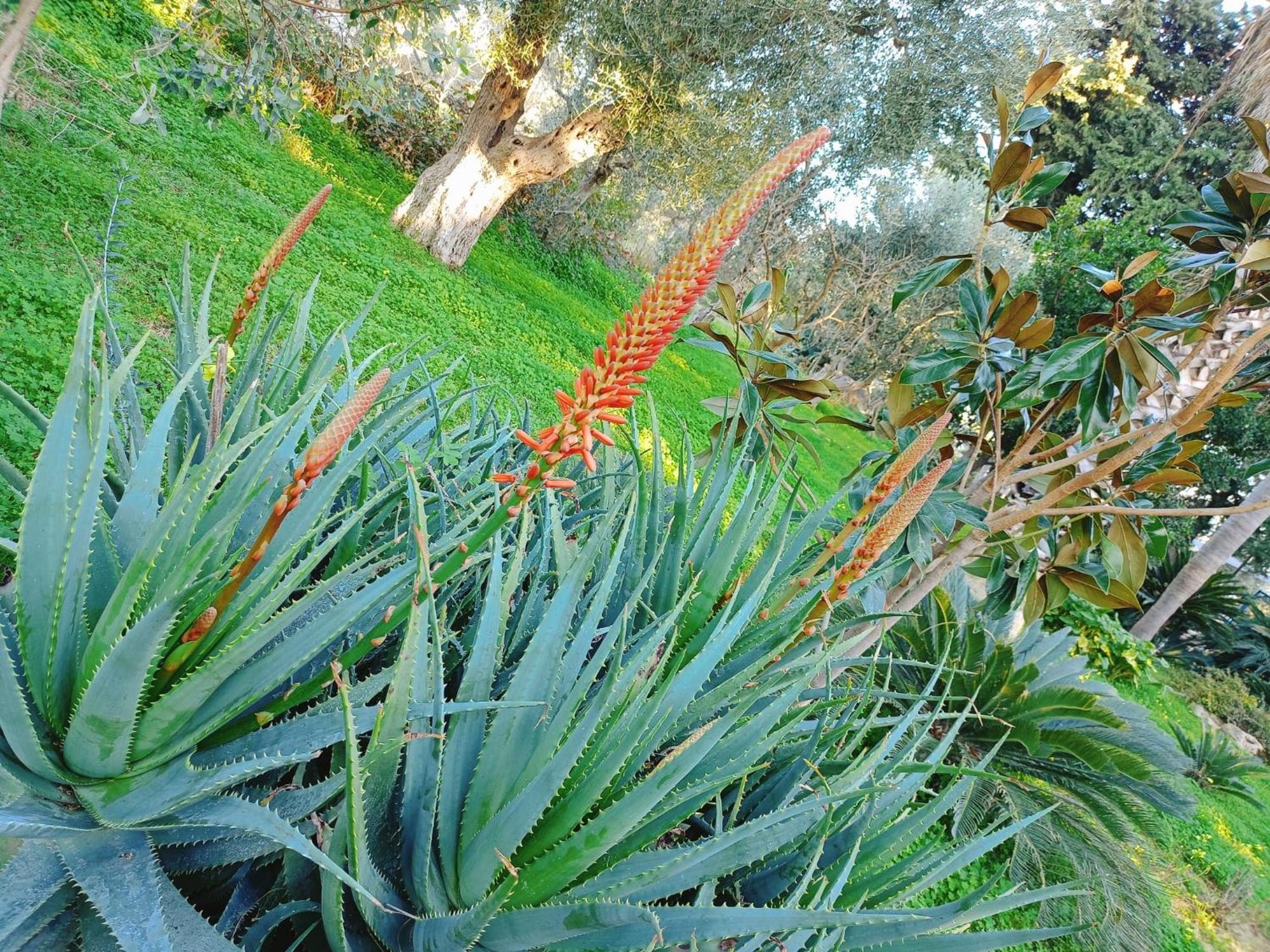 Verdeoliva